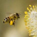 گرده گل زرد زنبور عسل